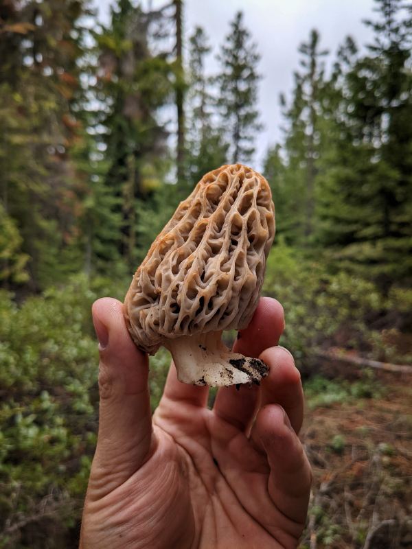 blonde morel oregon Hook Rifle & Spade